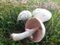 Nagyspórás csiperke (Agaricus crocodilinus), Budai-hegység